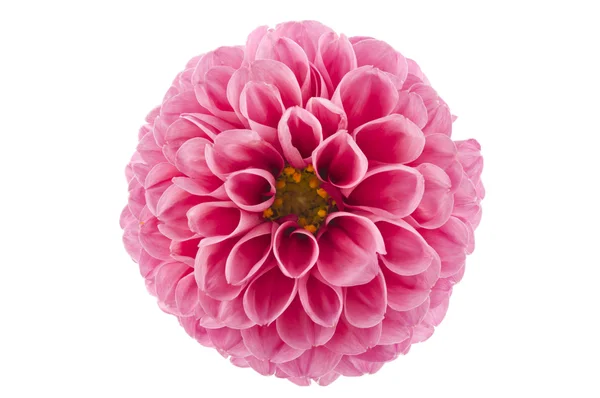 Roze van een geïsoleerd dahlia — Stockfoto