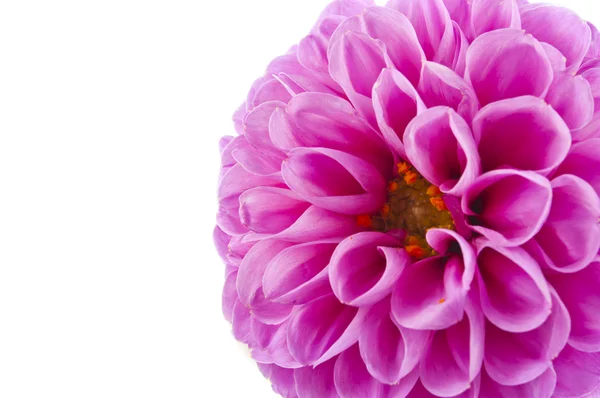 Roze van een geïsoleerd dahlia — Stockfoto