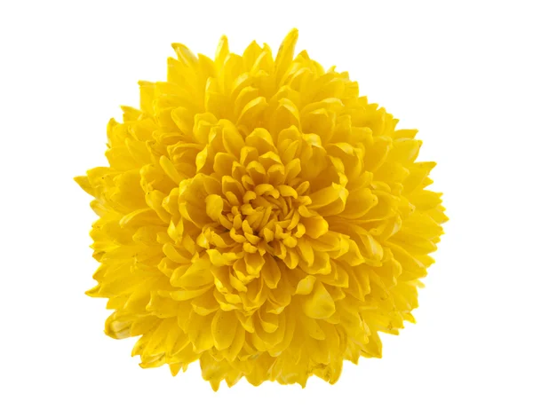 Желтая хризантема изолирована — стоковое фото