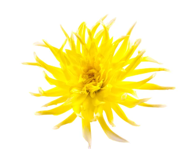 Crisantemo amarillo aislado — Foto de Stock
