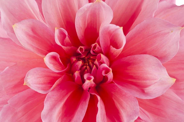 Макро розового цветка хризантемы — стоковое фото