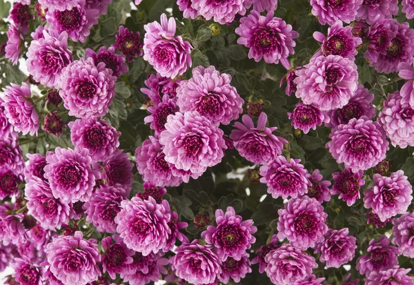 Chrysanthemums background — Stock Photo, Image