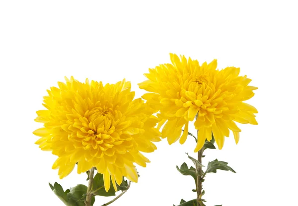 分離された黄色の菊 — ストック写真