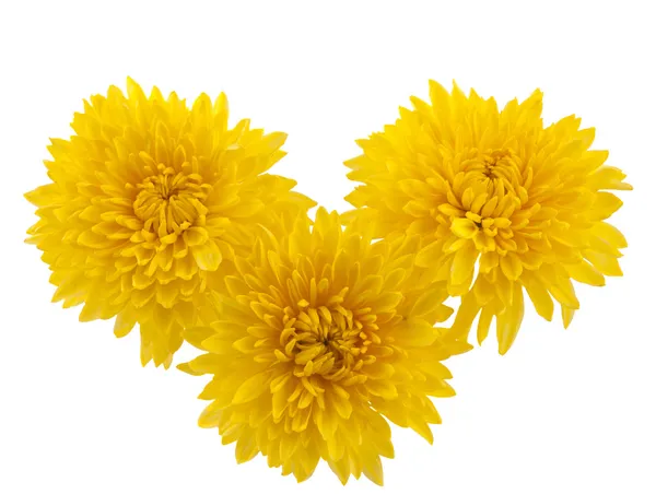 Yellow chrysanthemum isolated — Stock Photo, Image