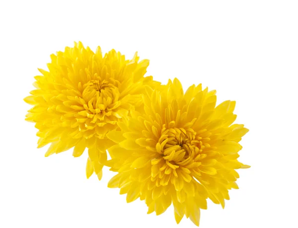 Chrysanthème jaune isolé — Photo