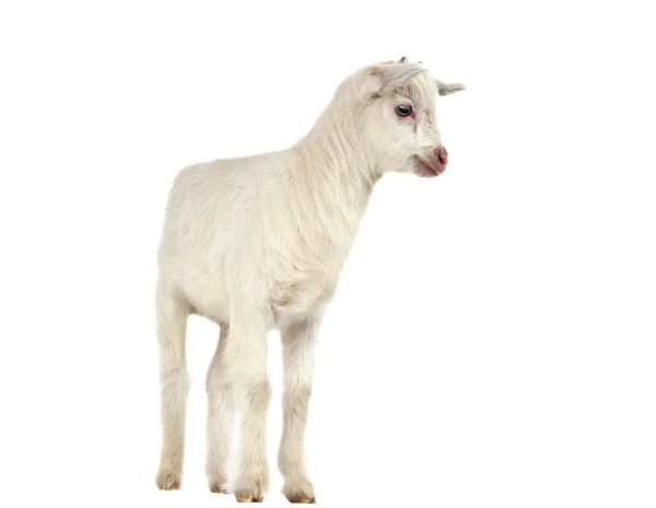 Little goat isolated — Stock Photo, Image