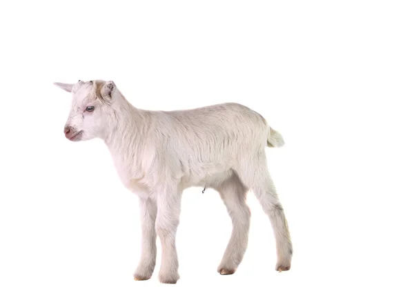 Little goat isolated — Stock Photo, Image