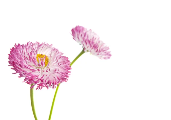 Pink marguerite isolated — Stock Photo, Image