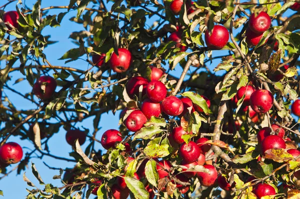 Apple tree with red apples — Stock Photo, Image