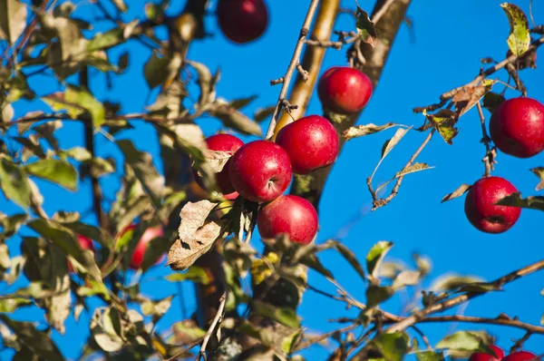 Kırmızı elmalı elma ağacı — Stok fotoğraf