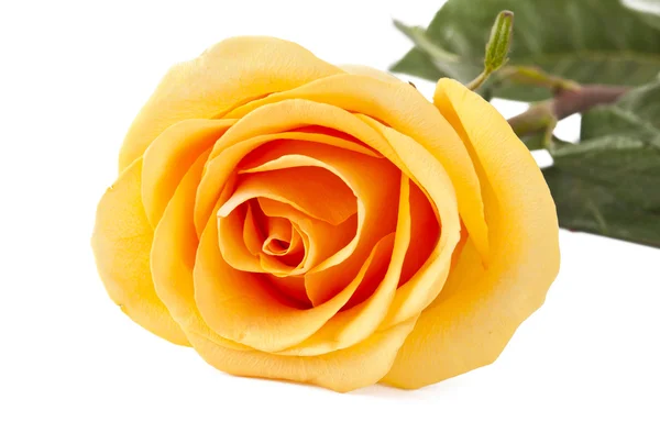 Kuning mawar terisolasi — Stok Foto