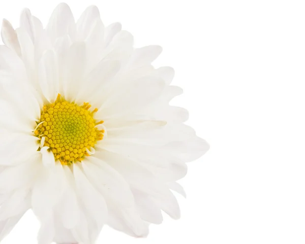 Bílá chryzantéma, samostatný — Stock fotografie