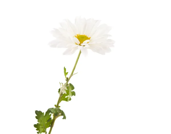 分離した白い菊 — ストック写真
