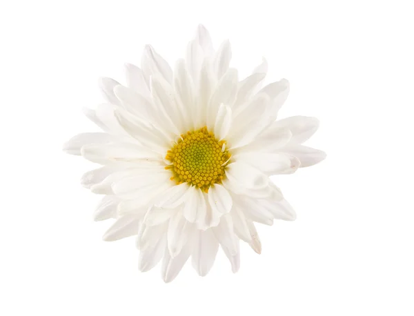 White chrysanthemum isolated — Stock Photo, Image