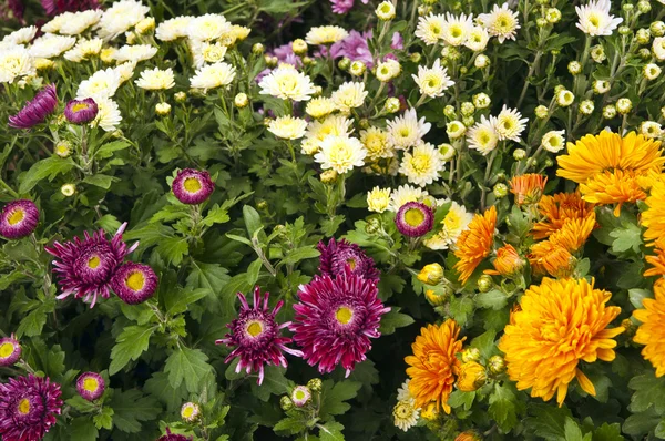 Sfondo di bellissimi fiori di crisantemi — Foto Stock