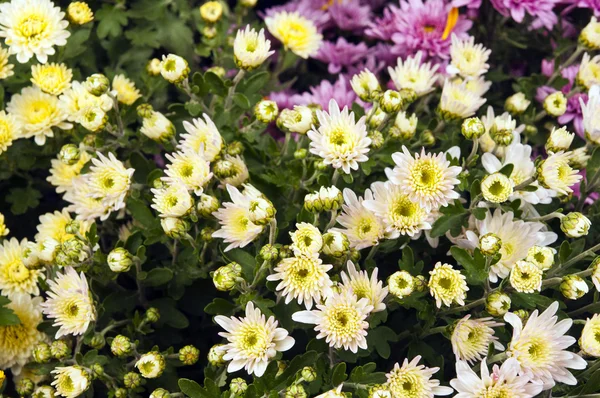 Background of beautiful flowers of chrysanthemums — Stock Photo, Image