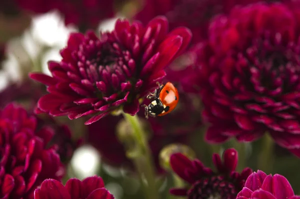 Pozadí červených chryzantémat — Stock fotografie