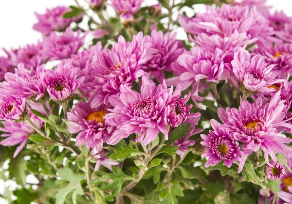 Beautiful pink chrysanthemum — Stock Photo, Image