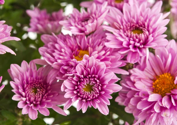 美丽的粉红色菊花 — 图库照片