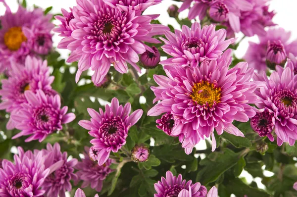 Schöne rosa Chrysantheme — Stockfoto