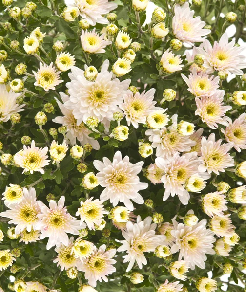 Schönheit Farbe Chrysanthemen Blumen — Stockfoto