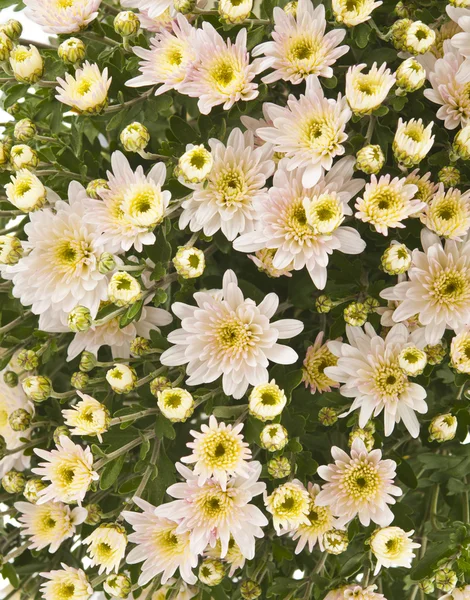 Schönheit Farbe Chrysanthemen Blumen — Stockfoto