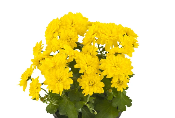 Vackra gula krysantemum i blomkruka isolerade — Stockfoto