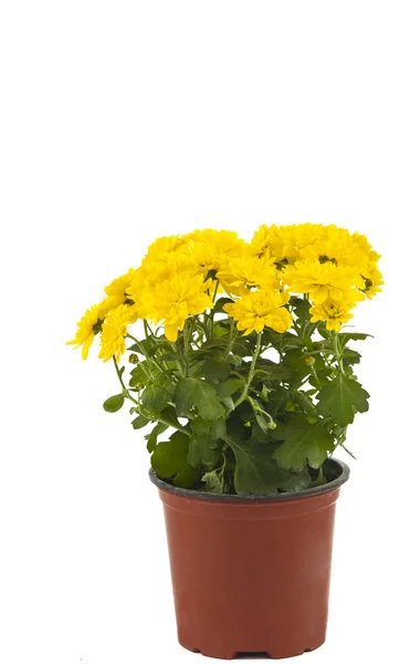 Schöne gelbe Chrysantheme im Blumentopf isoliert — Stockfoto