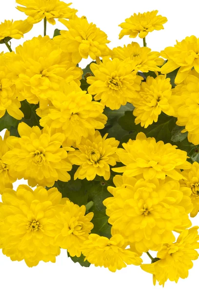 Belo crisântemo amarelo — Fotografia de Stock