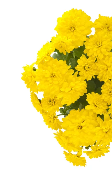 Belo crisântemo amarelo — Fotografia de Stock