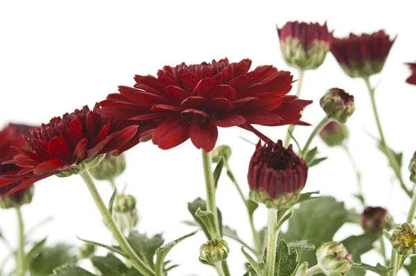 Crisantemo rosso — Foto Stock