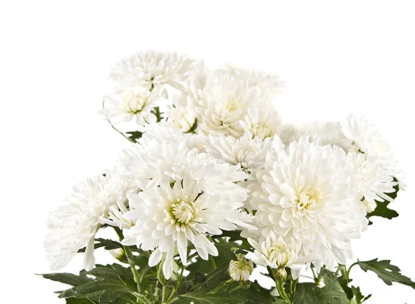 Chrysanthemenblüten — Stockfoto