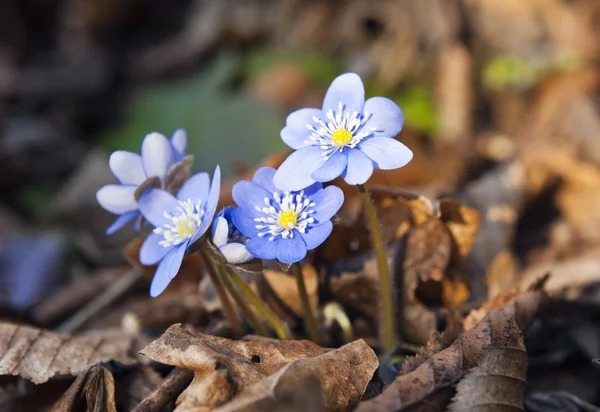 Första våren blå blommor — Stockfoto