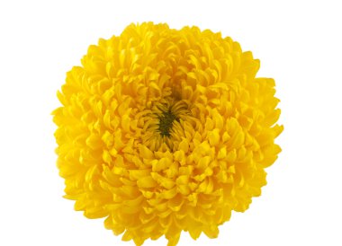 izole sarı krizantem