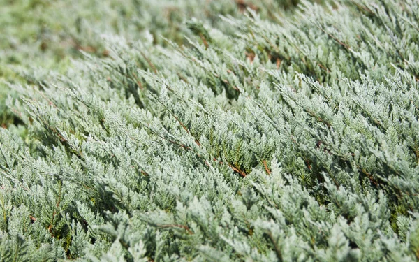 Arborvitae — Foto Stock