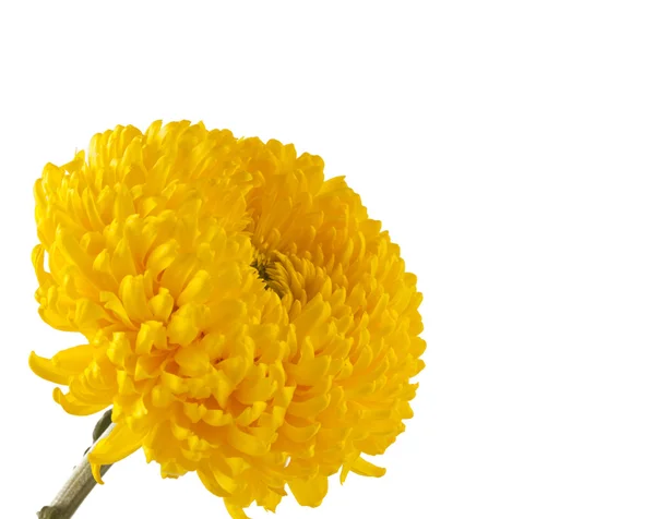 Yellow chrysanthemum isolated — Stock Photo, Image