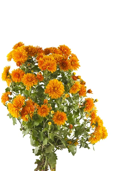 Orange chrysanthemum isolerade — Stockfoto