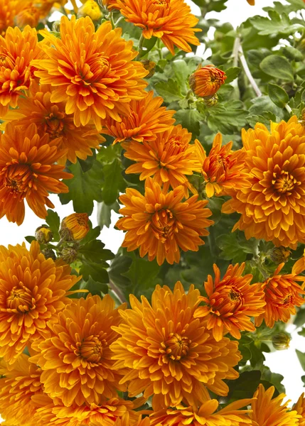 孤立的橙色菊花 — 图库照片