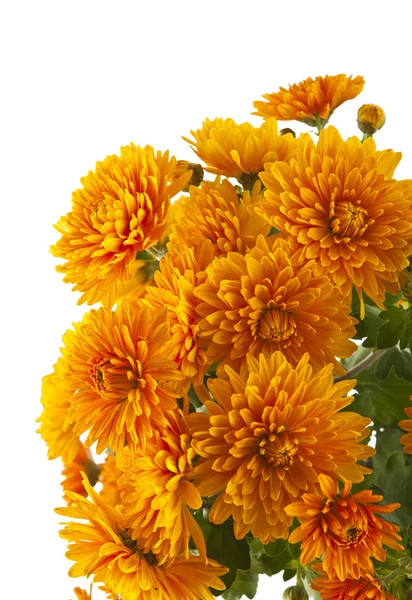 Orange chrysanthemum isolerade — Stockfoto