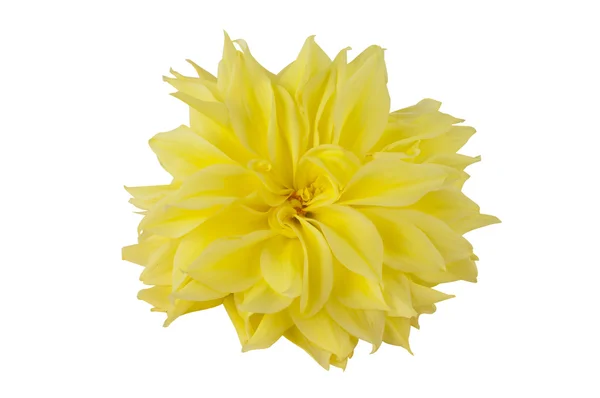 Gele dahlia geïsoleerd — Stockfoto