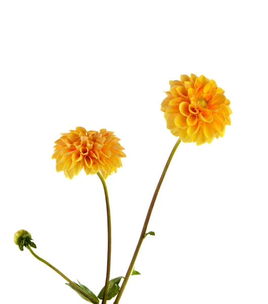 Orange dahlia isolated — Stock Photo, Image
