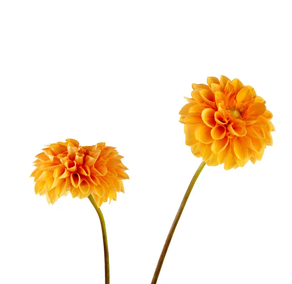 Orange dahlia isolated — Stock Photo, Image