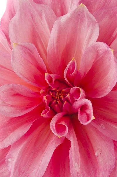 Crisântemo rosa flor macro — Fotografia de Stock