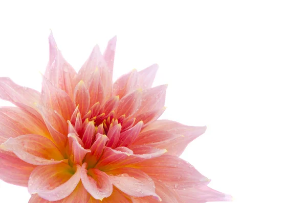 Roze van een geïsoleerd dahlia — Stockfoto