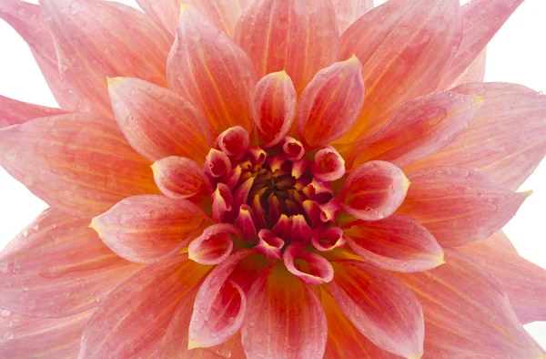 Pink of a dahlia isolated — Stock Photo, Image