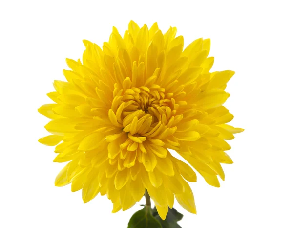 Жовта хризантема ізольовані — стокове фото
