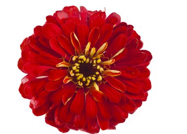 Zinnia çiçeği