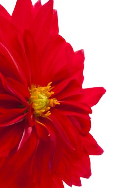 kırmızı yıldız çiçeği