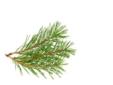 Çamın dalları izole