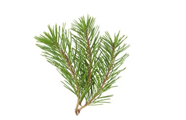 Çamın dalları izole